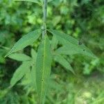 Coreopsis tripteris Folla