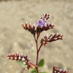 Limonium auriculiursifolium Други