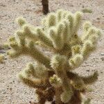 Cylindropuntia bigelovii Leaf