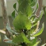 Ruellia blechum Blad