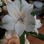 Alstroemeria ligtu Flower