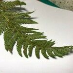 Dryopteris fragrans পাতা