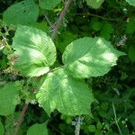 Rubus adscitus Folha