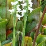 Spiranthes aestivalis Flower