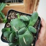 Gasteria glomerata Hoja