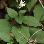 Aster sugimotoi Flor