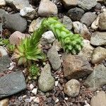 Sempervivum globiferum Habit