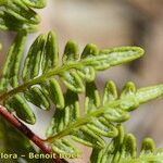 Hemionitis pteridioides Fruit