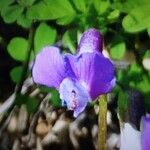 Lathyrus vernus Flors