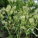 Arnoglossum plantagineum Blomst