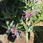 Centaurea triumfettii ফুল
