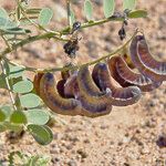 Senna italica Fruit