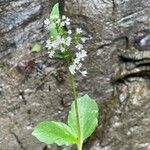 Valeriana montana অভ্যাস