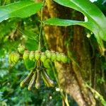 Marcgravia umbellata ফুল