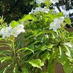 Plumeria pudica Feuille