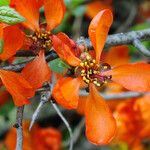 Chaenomeles × superba Flower