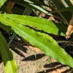 Macadamia tetraphylla برگ