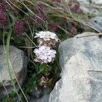 Iberis carnosa Flor