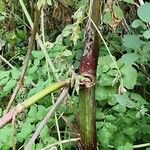 Angelica atropurpurea Corteza
