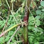 Angelica atropurpurea Кора