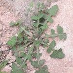 Sonchus oleraceus Leaf