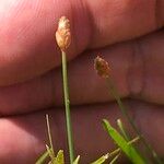 Fimbristylis schoenoides Flor