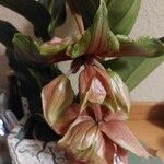 Medinilla magnificaFlower