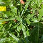 Oenothera macrocarpa পাতা