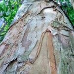 Melaleuca leucadendra പുറംതൊലി