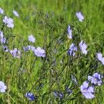 Linum austriacum Kukka