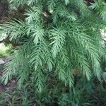 Cryptomeria japonica Levél