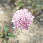 Scabiosa atropurpureaÇiçek