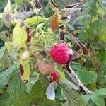 Rubus idaeusOther