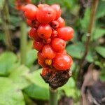 Arum maculatum Fruto