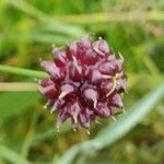 Allium scorodoprasum 果實