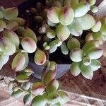 Cotyledon pendens Hoja