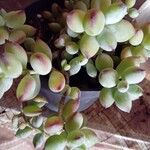 Cotyledon pendens Yaprak