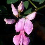 Indigofera australis Flower