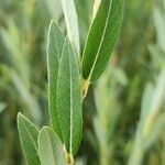 Salix purpurea Blad