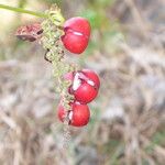 Paullinia elegans Fruit