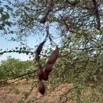 Bauhinia rufescens Fruit