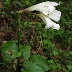 Cardiocrinum cordatum Квітка