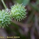 Medicago murex Frugt