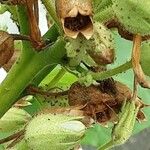 Nicotiana sylvestris Hedelmä