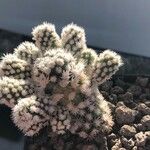 Mammillaria gracilis Hostoa