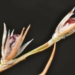 Juncus rechingeri Fruit