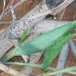 Acacia spirorbis Leaf