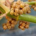 Cuscuta campestris Fruit