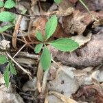 Panax trifolius Leaf