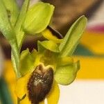 Ophrys lutea 花